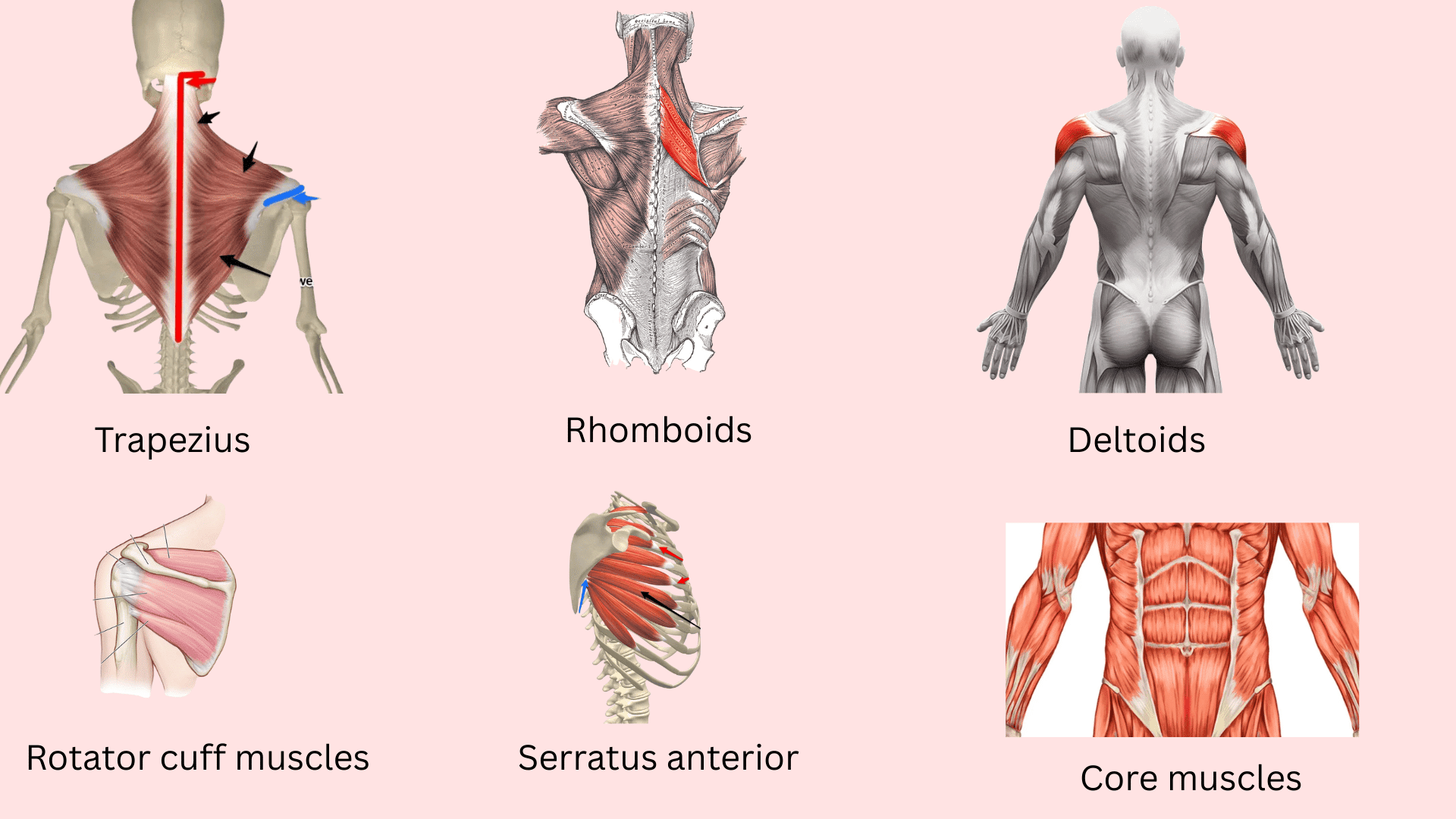 Muscles-Worked-in-Wall-Angels